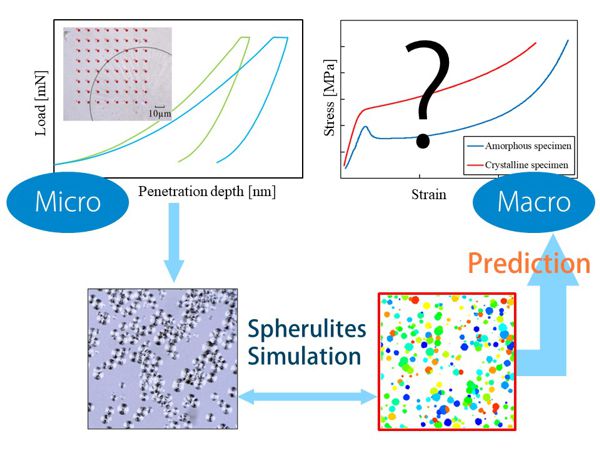 結晶性高分子材料の力学特性に対する球晶組織の影響
